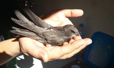 Ömrünü havada geçiren bu kuşu gören uzun yaşıyor!