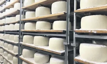 Şanlıurfa’nın peyniri ABD sofralarında