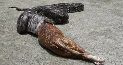 Yılanların korkunç avları!