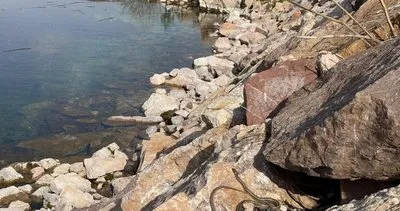 Yüksekova’da baharın gelişiyle zararsız yılanlar ortaya çıktı #hakkari