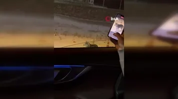 Ardahan'da şehre inen kurt görüntülendi