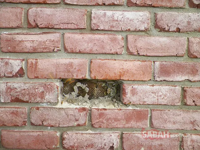 Evinin duvarını yıktı çıkanlara inanamadı!