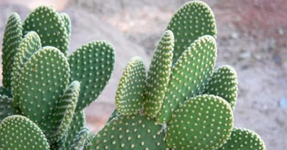 Kaynana dili nedir? Kaynana dili faydaları nelerdir? - Sağlık Haberleri