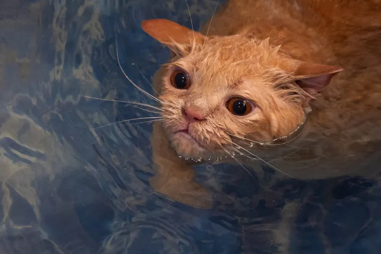 Obez kedi Ekmek pilates ve yüzme ile zayıflıyor: Normal kilosunun iki katı!