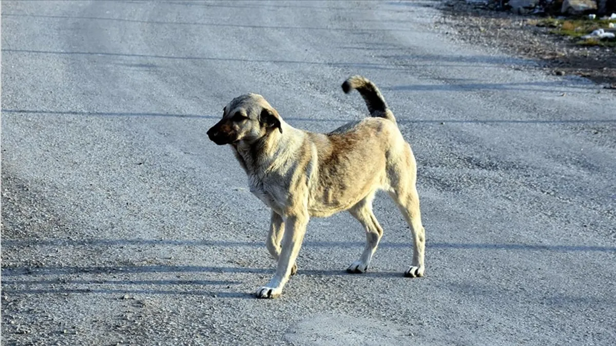Van’da sahipsiz köpek dehşeti: 11 yaşındaki çocuk yaralandı Van’da sahipsiz köpek dehşeti: 11 yaşındaki çocuk yaralandı