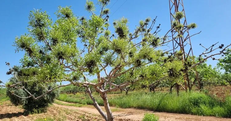 Şanlıurfa’da 45 milyon fıstık ağacının tespit çalışmaları yapıldı