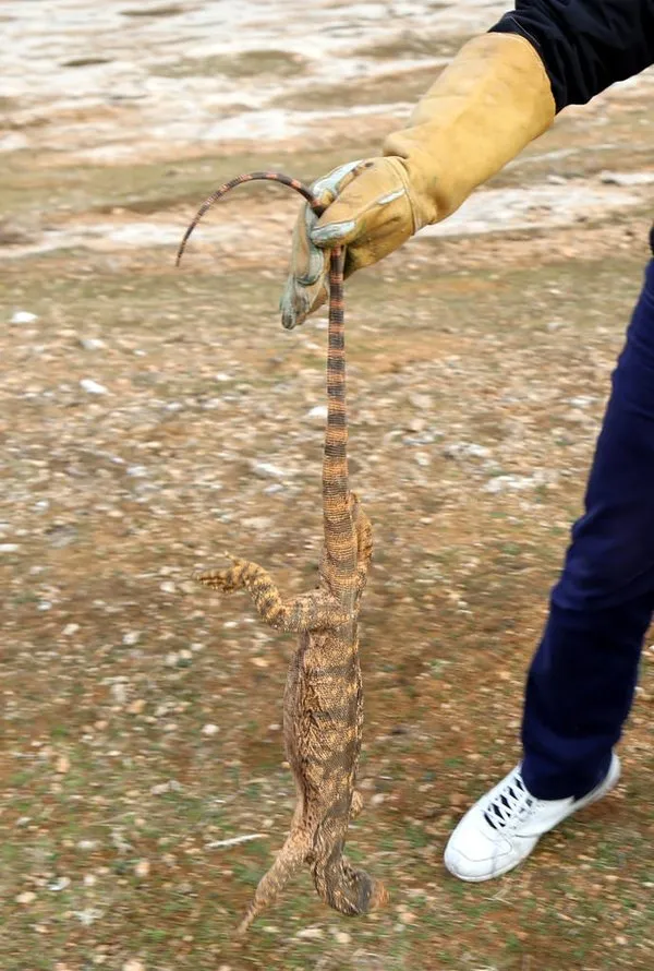 Şanlıurfa'da çöl varanı ölü bulundu