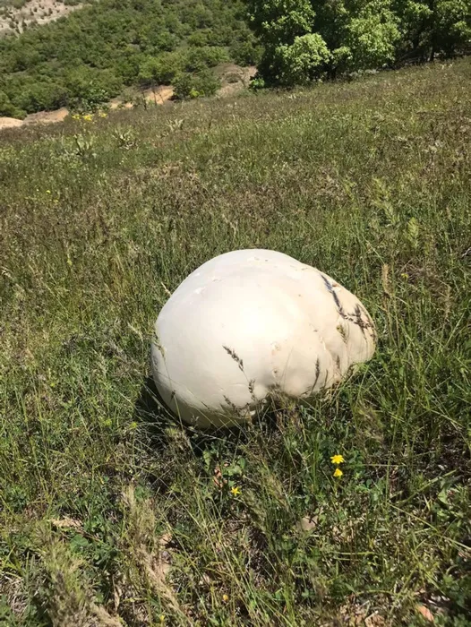 Köyde gezerken buldular: İlk defa böyle bir şey gördük!