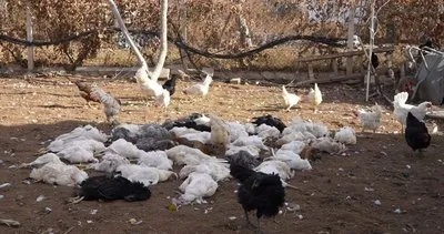 Sokak köpeklerinin saldırısı yüzünden 46 tavuk telef oldu! #kirikkale