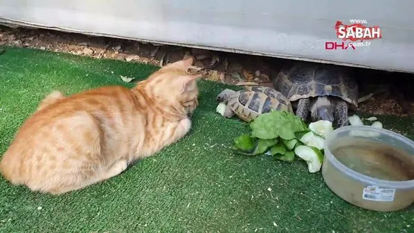 Mersin'de kaplumbağa ve kedilerin yürekleri ısıtan dostluğu kamerada | Video