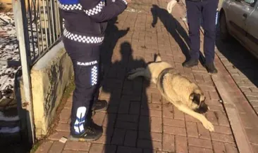 CHP’li belediyeden köpek katliamı