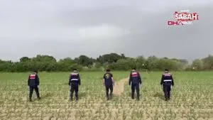 Manisa Salihli’de mısır tarlasında 550 kök hintkeneviri ele geçirildi | Video