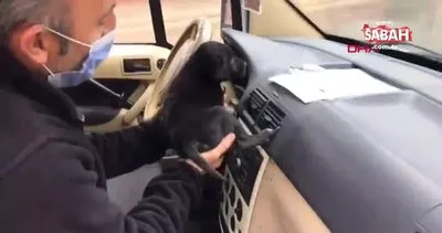 Sakarya’da polisler, üşüyen yavru köpeği ekip aracında böyle ısıttı | Video