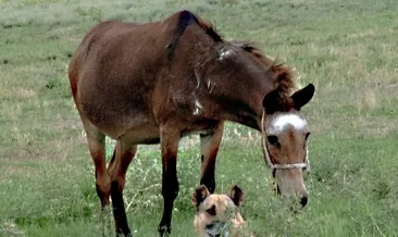 Rüyada katır görmek ne anlama gelir?