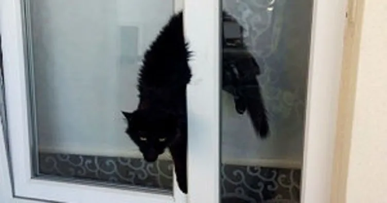 Pencereye sıkışan kedi kurtarıldı
