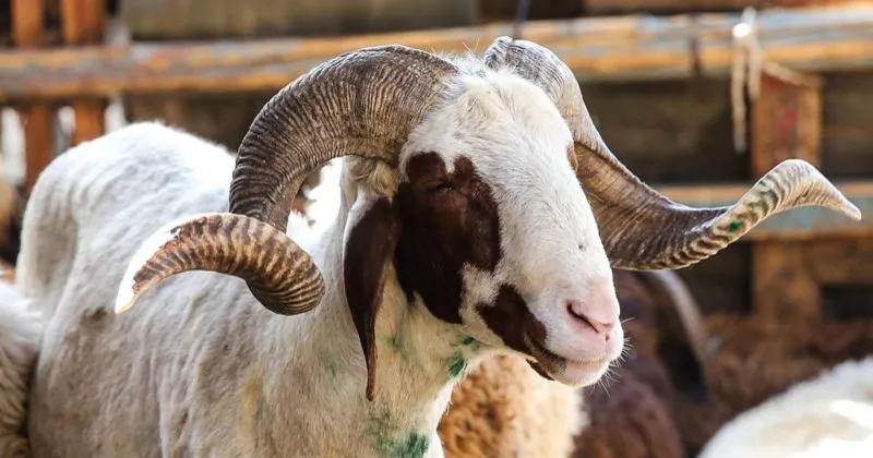 ruyada kurban kesmek ne anlama gelir ruyada kurban gormek koyun ve inek kesmek hakkinda yorum ruya tabirleri haberleri