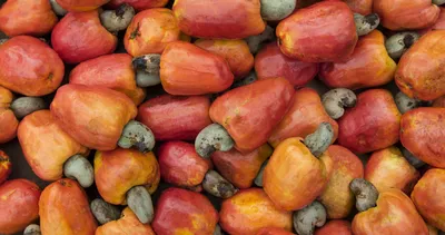 Doğanın kalp yenileyen mucizesi! Damarları tek tek temizliyor...