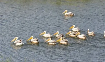 Frig Vadisi’ndeki Emre Gölü pelikanlar ile şenlendi