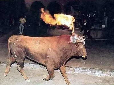 Boğaları canlı canlı yakıp eğleniyorlar