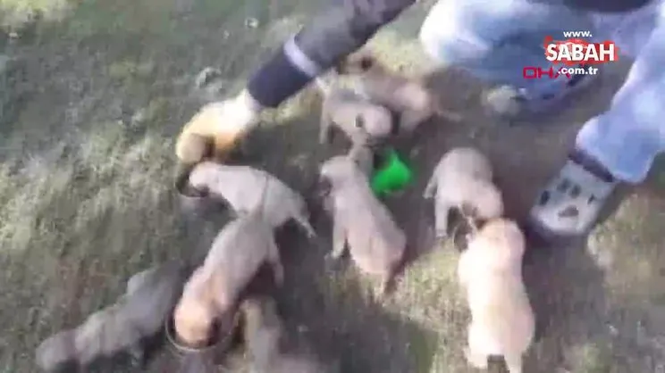 Bursa'da çuvalda ölüme terk edilen 12 yavru köpeğin sağlık durumu iyi | Video