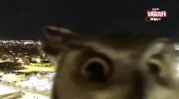 Meraklı baykuş gözlem kamerasını saniye saniye inceledi