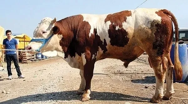 300 bin TL’ye de var 30 bin TL’ye de! 2026 kurbanlık fiyatları netleşti