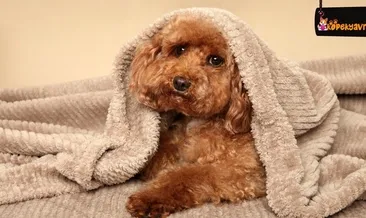 Toy Poodle Bakımı Ve Özellikleri