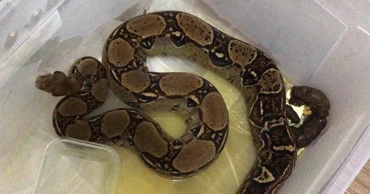 boa ve piton yilani kacakcilarina