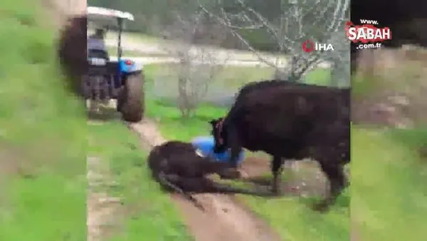 Anne inek ölen yavrusunu sürükleyen traktörün peşini bırakmadı!