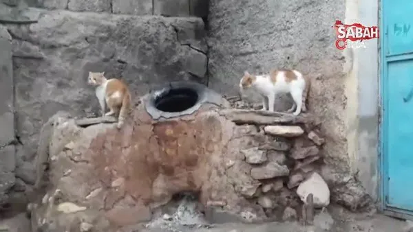 Diyarbakır'da 'Anne' diyen kedi görenleri hayretler içinde bıraktı | Video