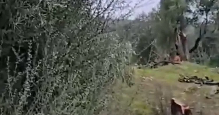 Bakan Yumaklı’dan CHP’nin zeytin ağacı katliamına tepki! Sözde çevre hassasiyeti arka planda rant oyunları