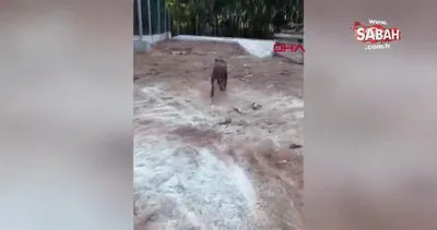Tayland’ın şanslı sokak köpeği; ünlü rockçı sahiplendi | Video