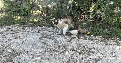 Bayburt’ta kedi yılanı pati darbeleriyle öldürerek avladı #bayburt