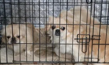 SON DAKİKA | Ankara’da köpek operasyonu! 9 köpek kurtarıldı