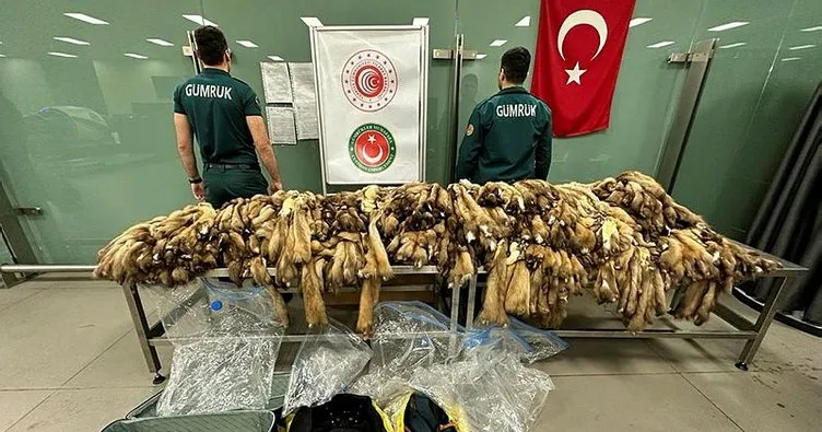Piyasa değeri dudak uçuklattı! İstanbul Havalimanı’nda bin 200 samur postu ele geçirildi