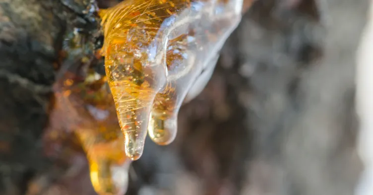 Çam sakızı ağdası nasıl yapılır? Sakız ağdası yapmanın püf noktaları