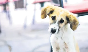 Sokağa atmayın bize getirin