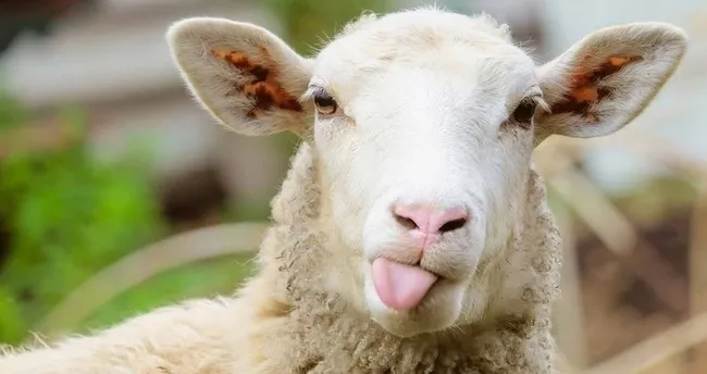 kurban bayrami ne zaman idrak edilecek