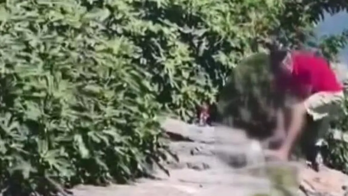 Avcılar'da köpeğine şiddet uygulayan şüpheli polis tarafından yakalandıktan sonra adliyeye sevk ediliyor.