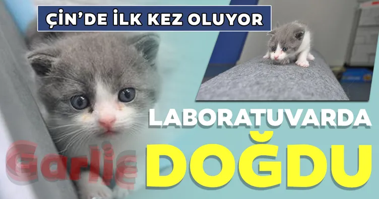 Ãinâin ilk klonlanmıŠkedisi Garlic doÄdu
