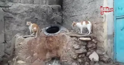 Diyarbakır’da ’Anne’ diyen kedi görenleri hayretler içinde bıraktı | Video