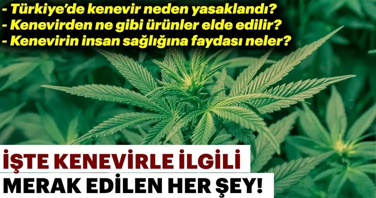 Kenevir nedir? Kenevir’in faydaları nelerdir? Türkiye’de kenevir üretimi yapılabilir mi?