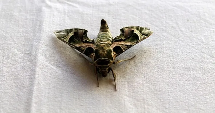 Ender rastlanan mekik kelebeği, Manavgat’ta görüldü