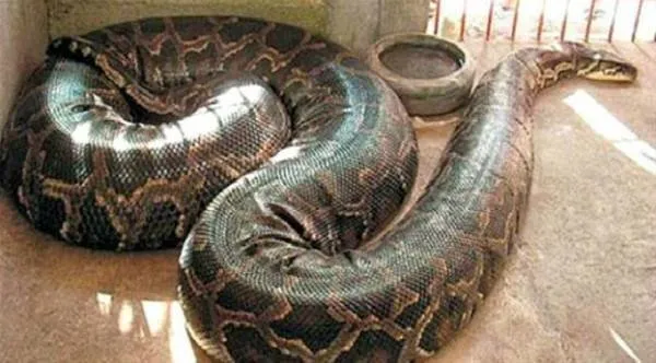 Dev yılanlar