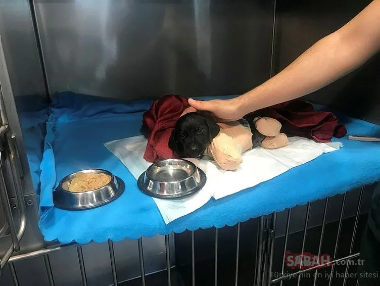 MHP lideri Devlet Bahçeli’den ’bacakları kesilerek öldürülen yavru köpek’ açıklaması!