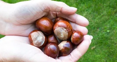 Mucizevi besin! Kabızlığa çare oluyor