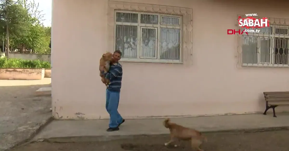 samsun da tugba nin saldiriya ugradigi mahallede pitbull korkusu suruyor video