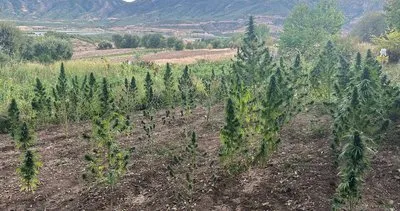 Bingöl’de Jandarma 203 Kök Kenevir Ele Geçirdi, İki Şüpheli Gözaltında #bingol