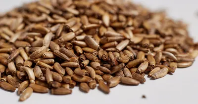 Bu sakızın şifasını bilen çiğniyor! Doğunun gözdesi kengerin öyle bir faydası var ki…