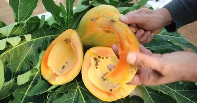 Papaya üretim denemesinde yüksek verim 1 fidanı 60 kilo ürün verdi #mersin